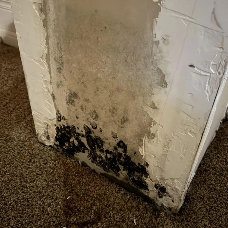 Professional Mold Removal in Morganton, NC
